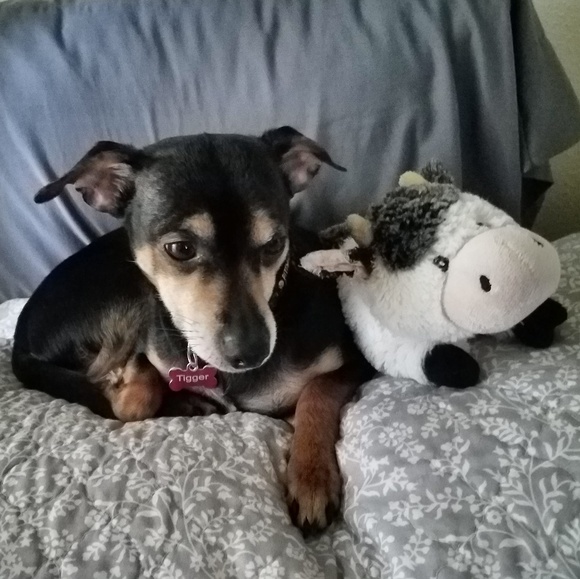 I'm a Posh Ambassador🎊🎉🎀😊😄 - Picture 4 of 8